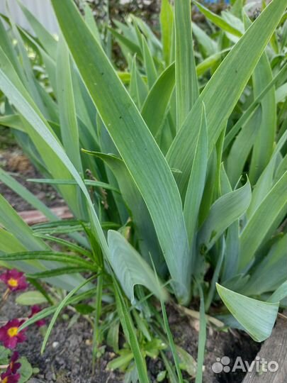 Примула и многолетники