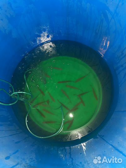 Продажа живцов