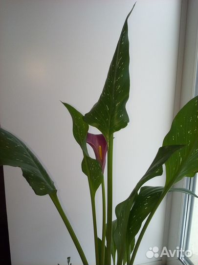 Калла сортовая