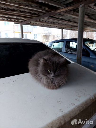 Молодая кошечка в добрые руки