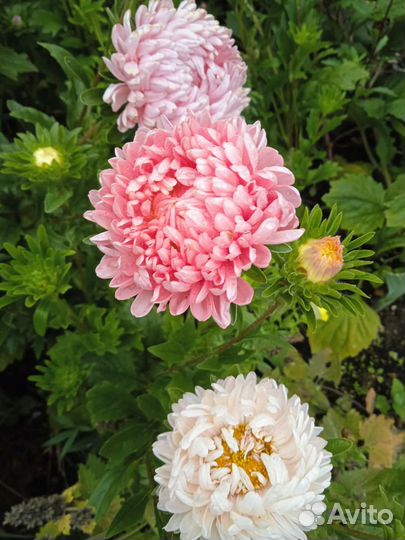 Астры для букета