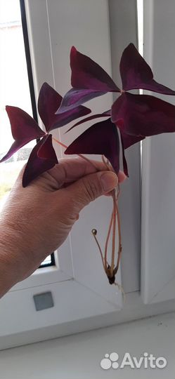 Кислица оксалис отросток