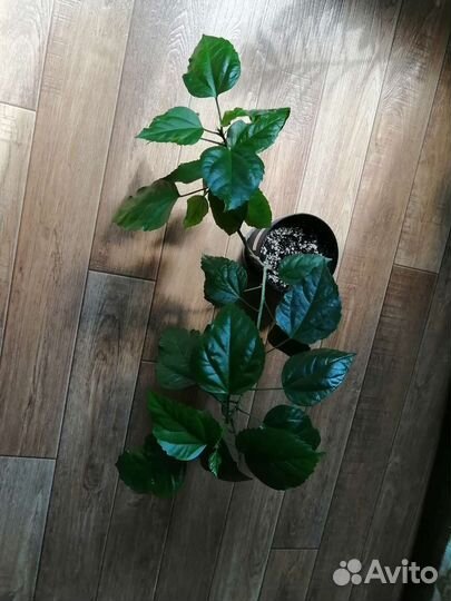 Гибискус (китайская роза)