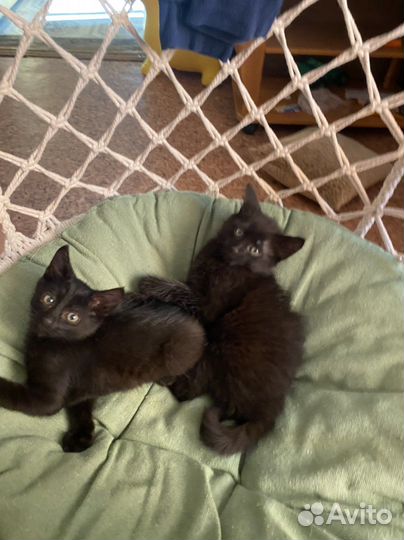 Котята мальчики 2 месяца деревенские