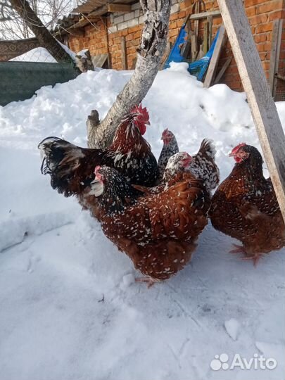Инкубационное яйцо. Орпингтон парцеляновый