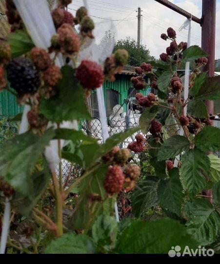 Ежевика натчез, блэк мэджик