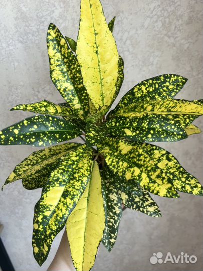 Кротон аукуболистный