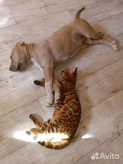 Ам. Стаф. щенки