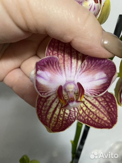 Орхидея фаленопсис Равелло Бантик