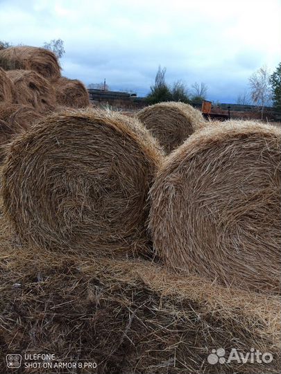 Сено ячменя в рулонах