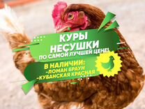 Куры несушки молодки