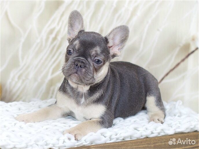 Подпалая куколка