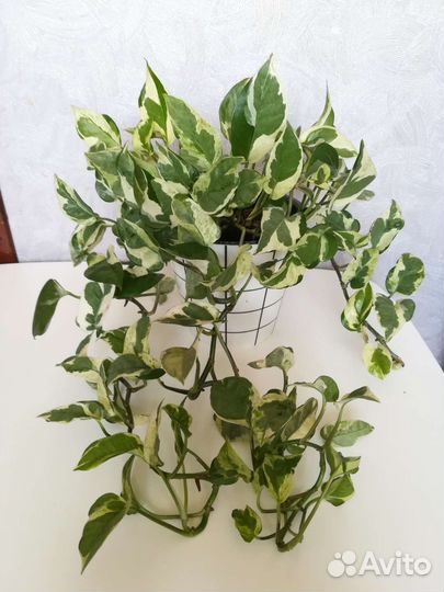 Сциндапсус н джой (эпипремнум N' Joy)