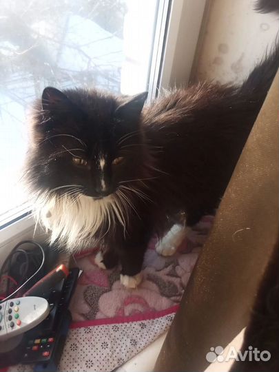 Кот в добрые руки