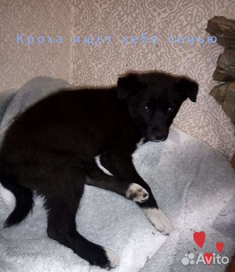 Щенок в добрые руки бесплатно