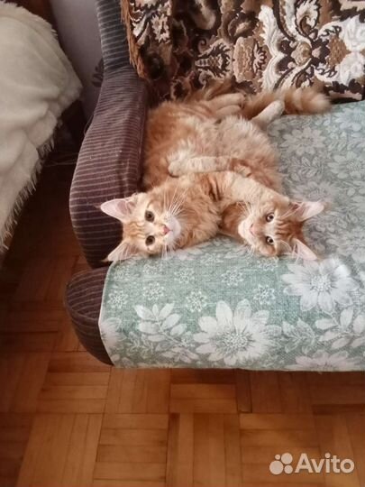 Котята кунята спешите приобрести