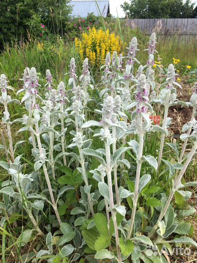 Чистец «овечьи ушки» делянки