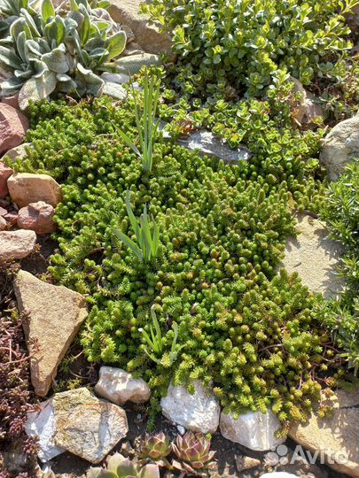 Цветы для сада