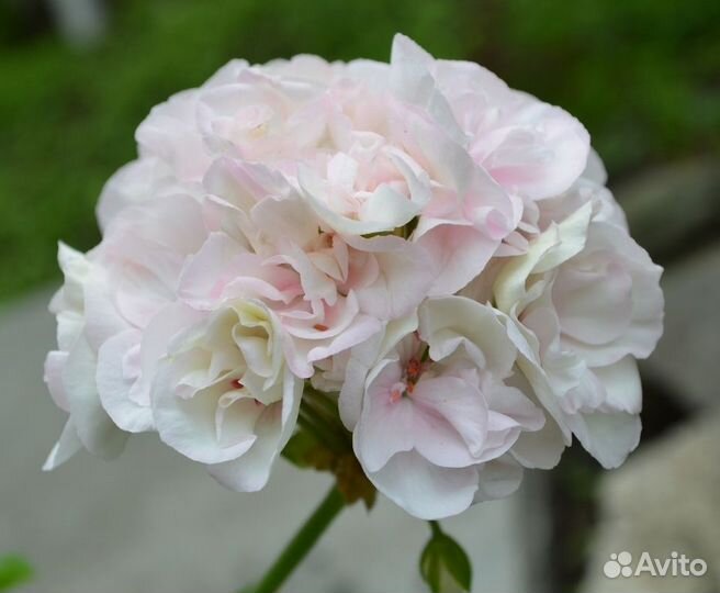 Пеларгония сортовая