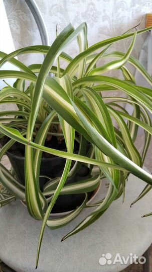 Хлорофитум полосатый,кудрявый