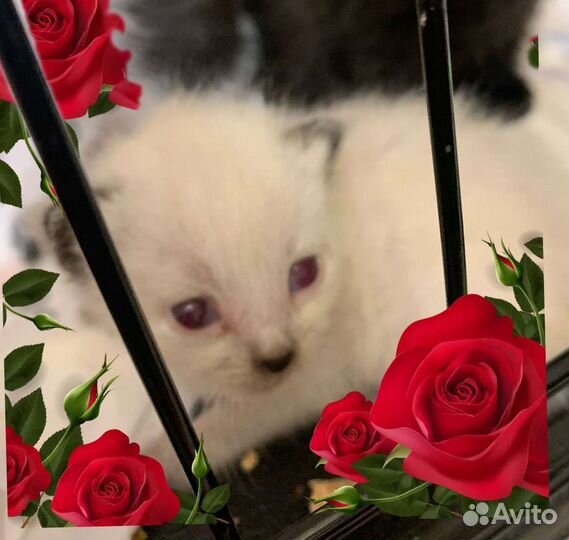 Четыре котенка