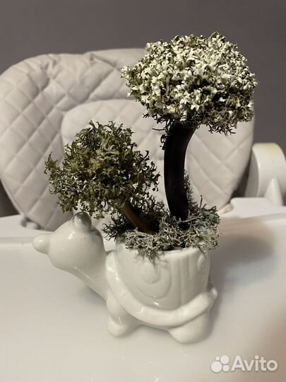 Дерево из цетрарии