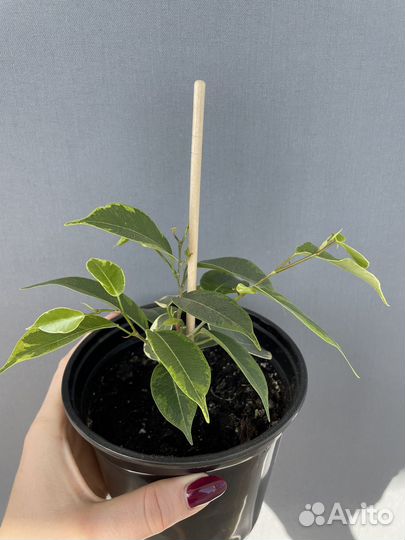 Фикус бенджамина