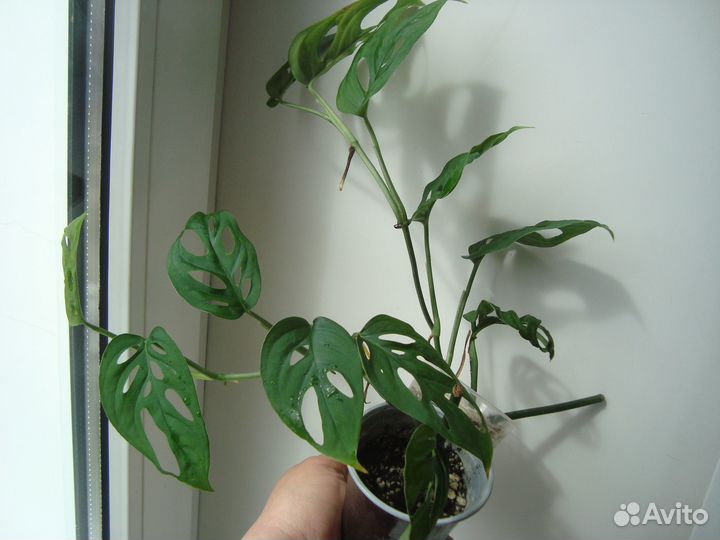 Монстеры, эпипремнум, сциндапсус