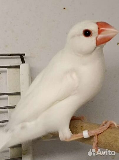 Самец рисовой амадины