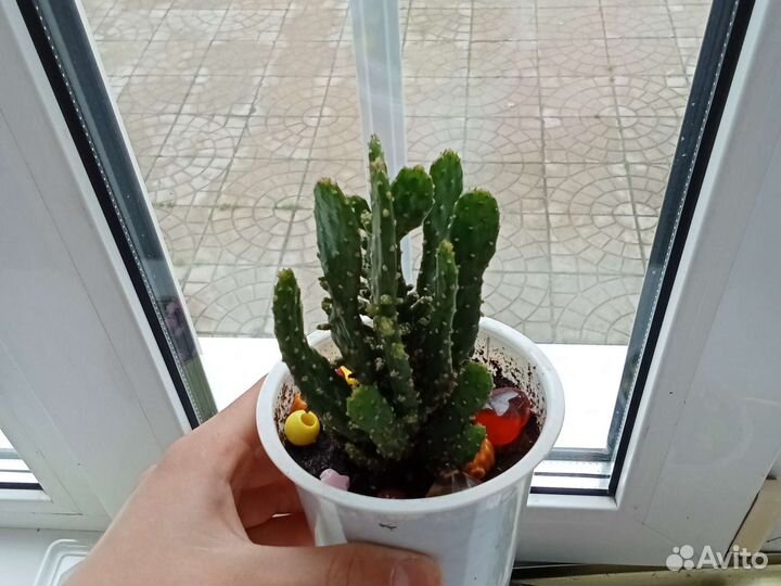 Кактусы и суккуленты детки