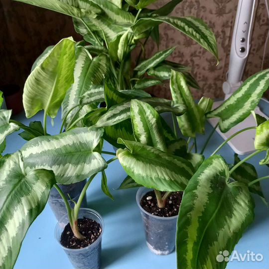 Шизматоглоттис