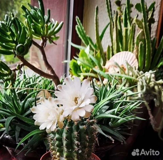 Суккуленты для флорариума разные