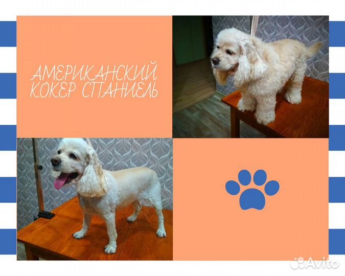 Стрижка кошек и собак