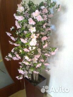 Цветы для интерьера