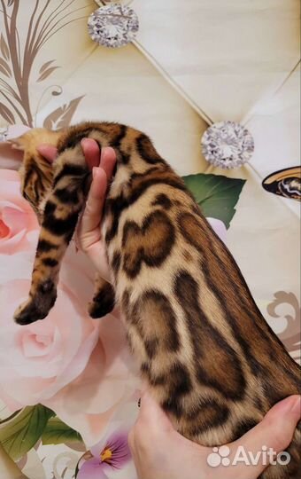 Бенгальские котята