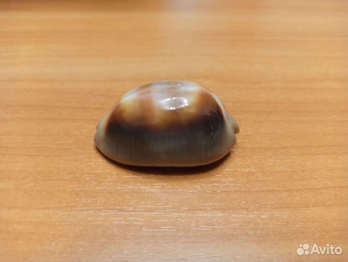 Морская раковина