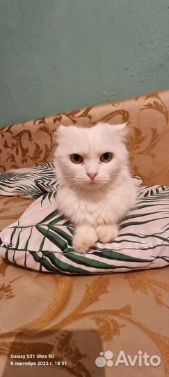 Шотландский Котёнок