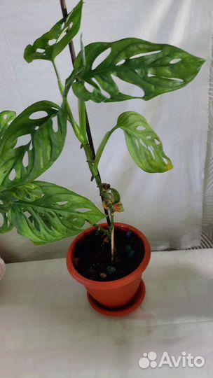 Монстера манки