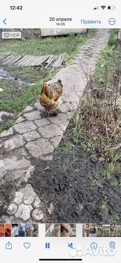 Куры и петухи брама