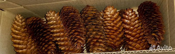 Шишки еловые. Природный материал для творчества