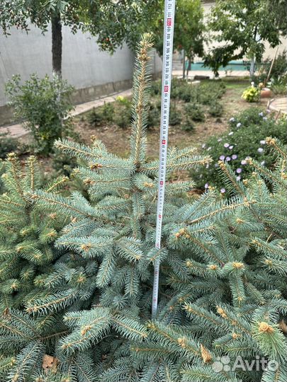 Ель голубая и зеленое