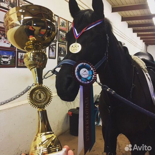 Занятия конным спортом и Аренда лошадей