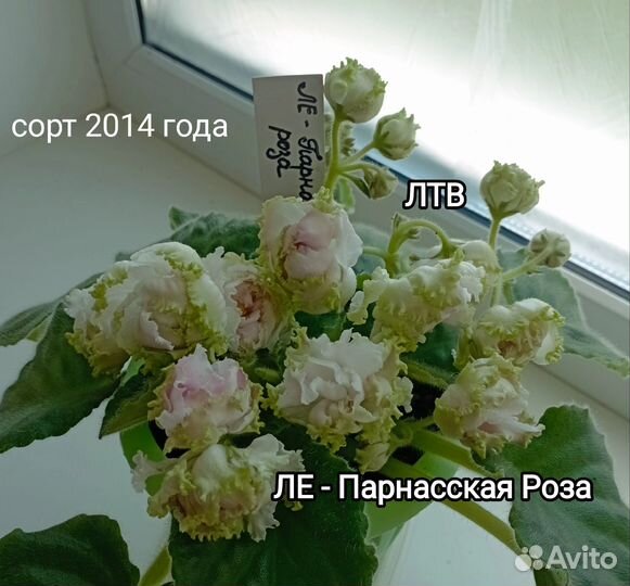 Сортовые фиалки набор