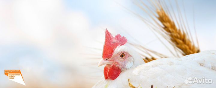 Навесчик птицы