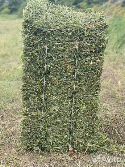 Сено суданка люцерна разнотравье