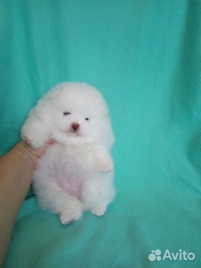 Шпицы белые