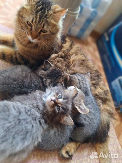 Котята сибирской кошки