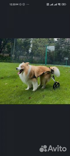 Инвалидная коляска для собак