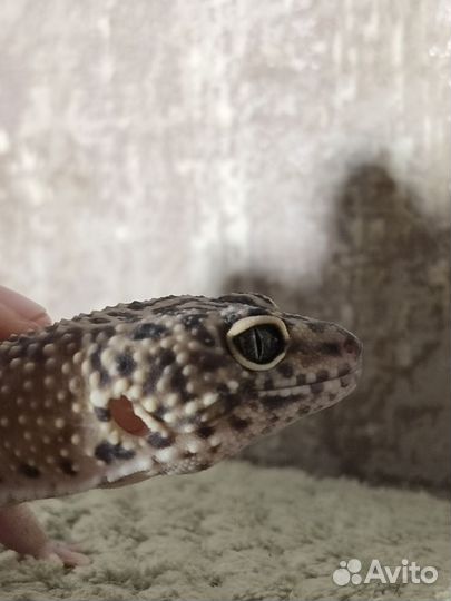 Пятнистый эублефар