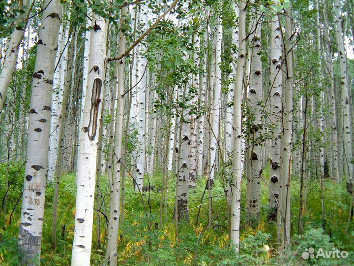 Саженцы ели, березы, клена и сосны